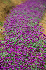 Obraz premium Globe amaranth on the hill side