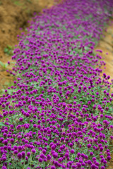 Globe amaranth on the hill side