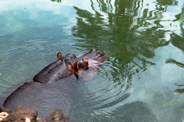 hippopotamus stands half-submerged in water . Palm tree reflect.