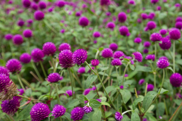 Globe amaranth on the hill side
