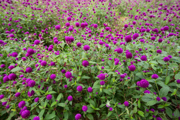 Obraz premium Globe amaranth on the hill side