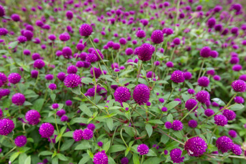 Globe amaranth on the hill side