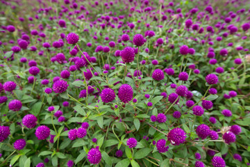 Globe amaranth on the hill side