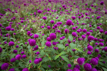 Globe amaranth on the hill side