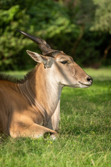 Close-up of common eland lying in sunshine