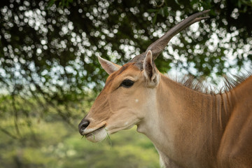 Close-up of common eland standing chewing grass