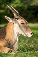 Close-up of common eland lying on grass