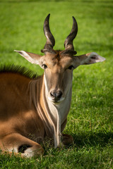 Close-up of common eland lying facing camera