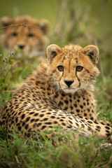 Close-up of cheetah cub lying by another