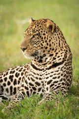 Close-up of male leopard lying in grass