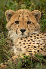 Close-up of cheetah cub staring at camera