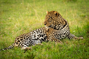 Close-up of male leopard lying lowering head