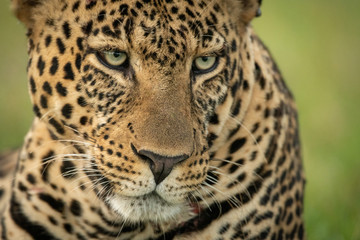 Close-up of male leopard angling head down
