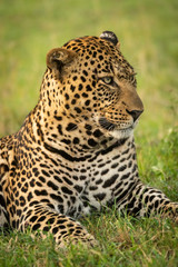 Fototapeta na wymiar Close-up of male leopard head turned right