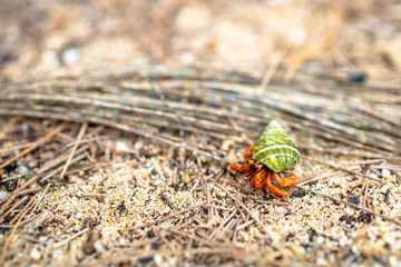 hermit crab movement on ground sand in the beach.