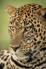 Close-up of male leopard head angled down