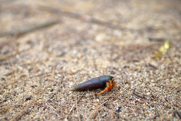 hermit crab movement on ground sand in the beach.