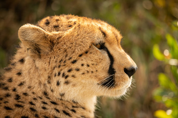 Close-up of female cheetah head in profile