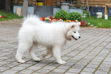 Adorable white samoyed puppy dog is walking in the yard