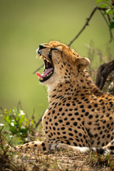 Close-up of cheetah lying yawning beside bush