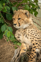 Close-up of cheetah cub lying under bush