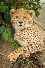 Close-up of cheetah cub leaning on mound