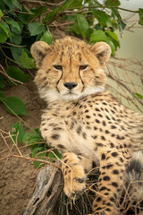 Close-up of cheetah cub lying by bush
