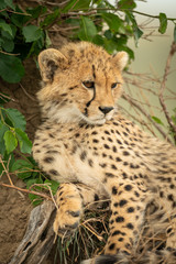 Close-up of cheetah cub lying by bushes