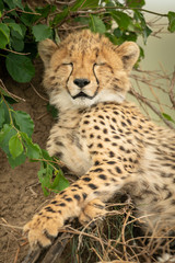 Close-up of cheetah cub sleeping by bush