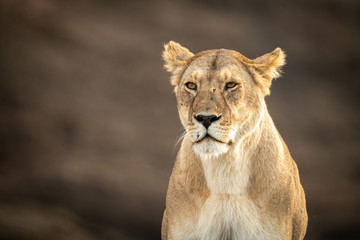 Close-up of sitting lioness with scarred face - obrazy, fototapety, plakaty