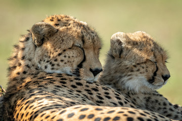 Close-up of cheetah lying asleep beside cub