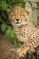 Close-up of cheetah cub sleeping on mound