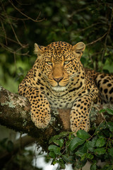 Close-up of leopard lying hunched on branch