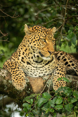 Fototapeta na wymiar Close-up of leopard looking right on branch