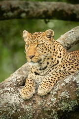 Naklejka na ściany i meble Close-up of leopard looking down from tree