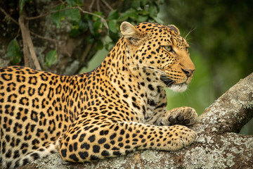 Close-up of leopard facing right in tree