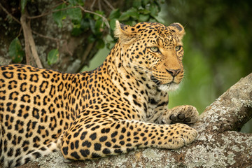 Close-up of leopard resting on lichen-covered branch