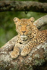 Close-up of leopard lying in lichen-covered branches