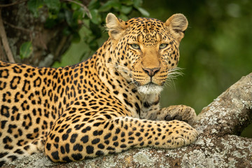 Fototapeta na wymiar Close-up of leopard in tree eyeing camera