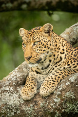 Close-up of leopard lying on lichen-covered branch