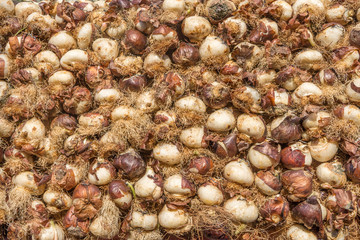 Bulbs of hyacinth or Muscari latifolium