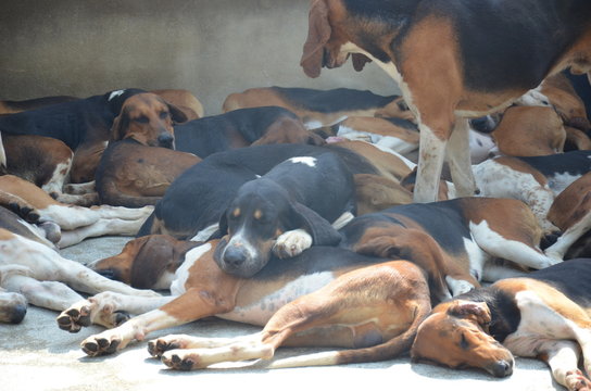 Chien de chasse chenil Cheverny