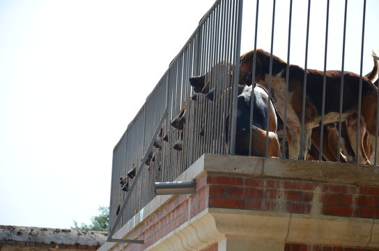 Chien de chasse chenil Cheverny