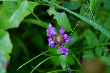 夏の山地に咲くウツボグサの花