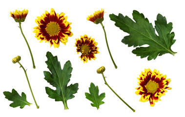 Set of yellow and red chrysanthemum flowers, buds and leaves isolated on white