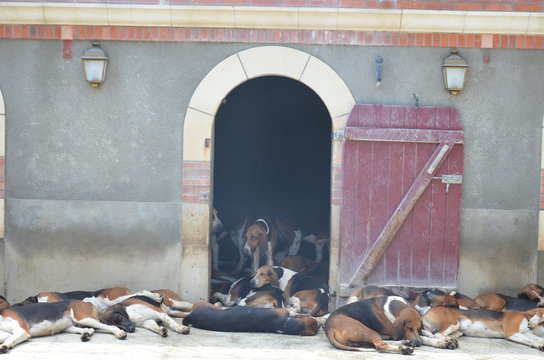 Chien de chasse chenil Cheverny