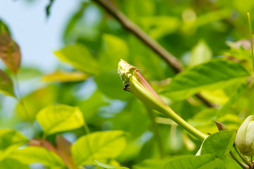 The blooming canna still does not fall to the ground.