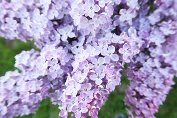 Fototapeta premium Spring blooming lilac. Lilac four and five petals flowers