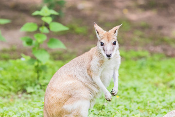 Wallaby, an Australasian marsupial that is similar to, but smaller than, a kangaroo.