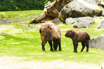 Fototapeta na wymiar American bison (Bison bison) grazing in the meadow